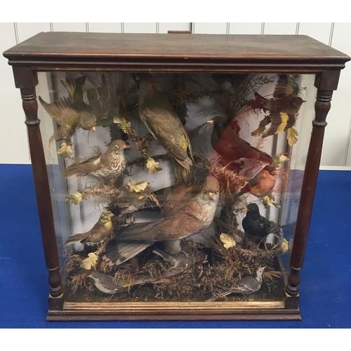 286 - A stunning antique cased Taxidermy. A study of wild British birds, 13 in total.
Inludes a Thrush, Wr... 