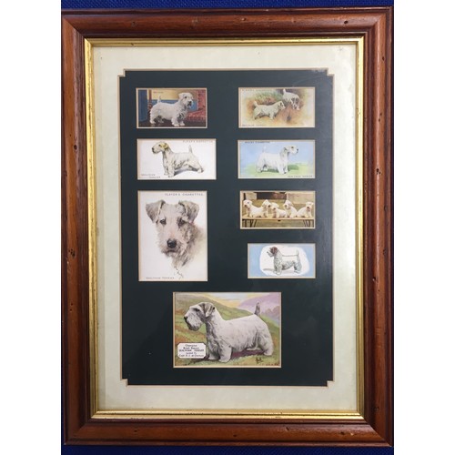 437 - A framed set of six cigarette cards depicting the Lakeland Terrier, together with another framed set... 