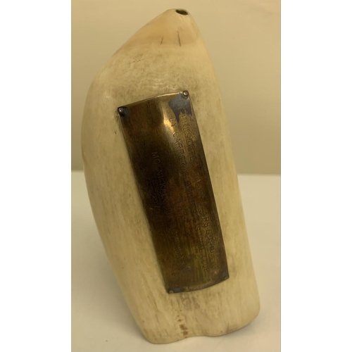 396 - A Fijian Tabua Whale Tooth. c. mid 1800's. Complete with engraved presentation plate and original ro... 