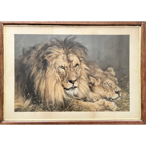 345 - An early 20th century, large framed print of a Lion and Lioness relaxing. After Hungarian artist 'Ge... 