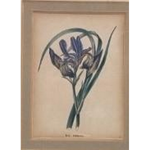 353 - A selection of three botanical prints. Two antique hand-coloured steel engravings by E.D. Smith, dat... 