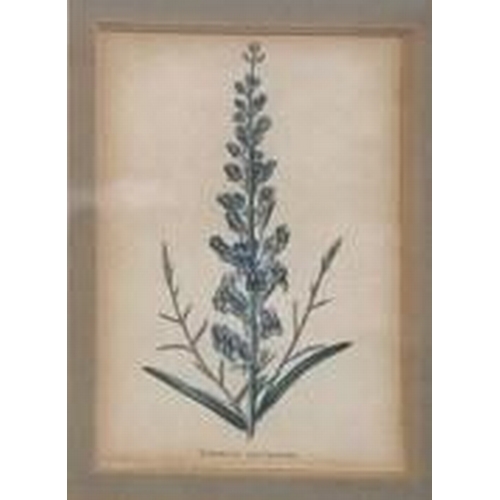 353 - A selection of three botanical prints. Two antique hand-coloured steel engravings by E.D. Smith, dat... 