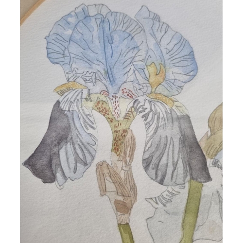 292 - A well-executed, large watercolour study of twin Iris flowers, signed & dated by the artist 'Beatric... 