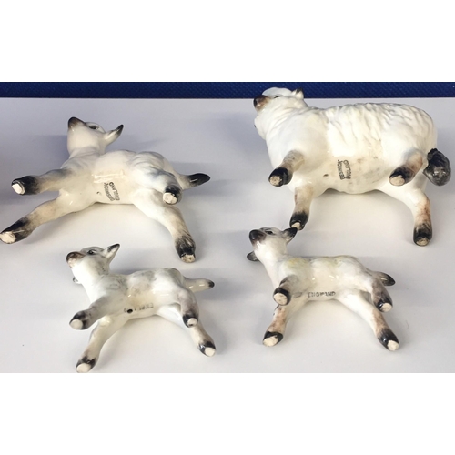 621C - A collection of four Beswick sheep & lambs. Largest height 8cm.