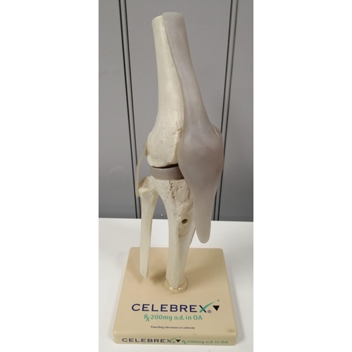 1515 - A 'Celebrex' anatomical moving model of a knee joint, on display stand.