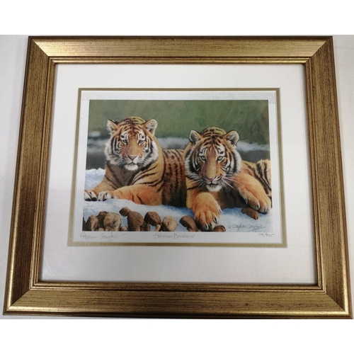 282 - A set of 3 limited edition, framed tiger prints, by Stephen Gayford. 'Siberian Brothers' (38cm x 43c... 