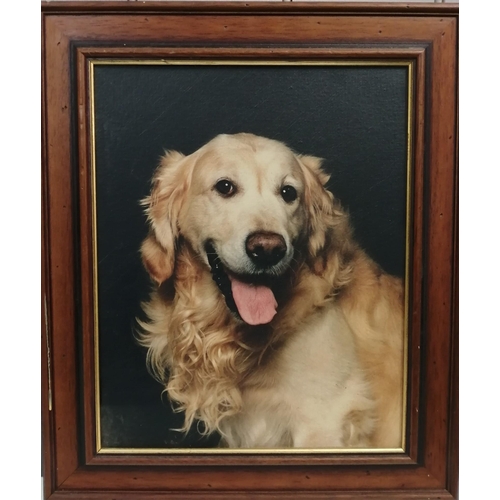 350 - A framed photo print on canvas of a Golden Retriever. Framed dimensions 50cm x 42cm.