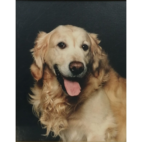 350 - A framed photo print on canvas of a Golden Retriever. Framed dimensions 50cm x 42cm.