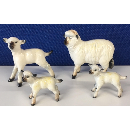 621C - A collection of four Beswick sheep & lambs. Largest height 8cm.