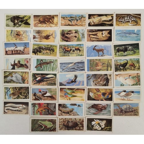 1619 - A large collection of tea cards. To include: Brooke Bond Tea - 'Wild Birds In Britain', 'Famous Peop... 