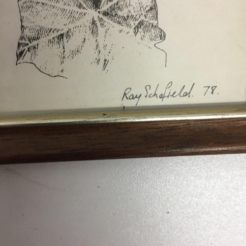 Two framed wildlife ink drawings. Ray Schofield 'Great Spotted ...