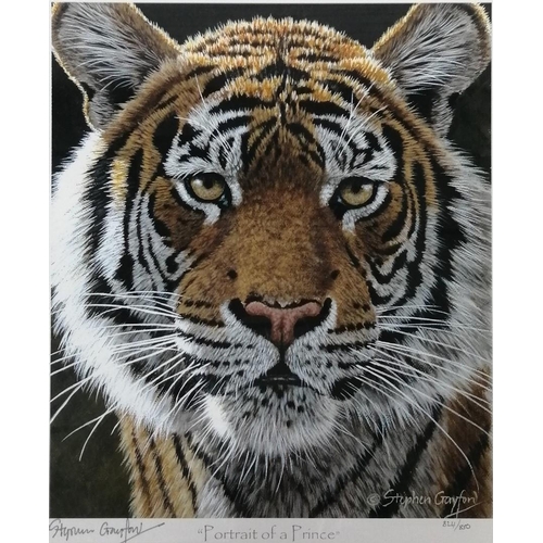 282 - A set of 3 limited edition, framed tiger prints, by Stephen Gayford. 'Siberian Brothers' (38cm x 43c... 