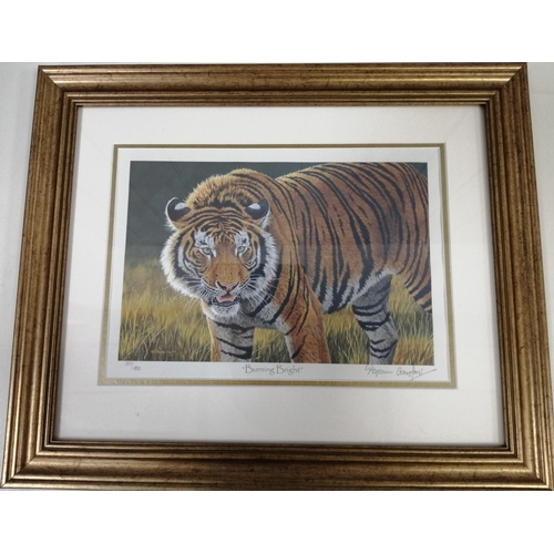 282 - A set of 3 limited edition, framed tiger prints, by Stephen Gayford. 'Siberian Brothers' (38cm x 43c... 