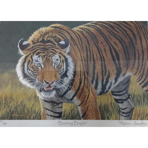 282 - A set of 3 limited edition, framed tiger prints, by Stephen Gayford. 'Siberian Brothers' (38cm x 43c... 