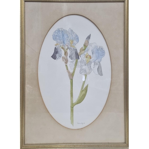 292 - A well-executed, large watercolour study of twin Iris flowers, signed & dated by the artist 'Beatric... 