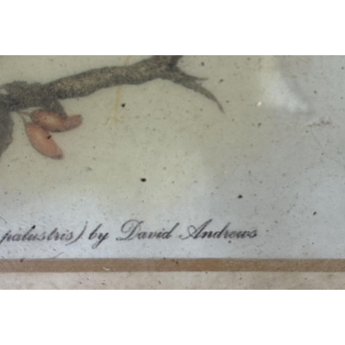 713 - Framed Prints(x8). To include bird studies, Moonlight Camps by John Freeman (limited edition 80/750)... 