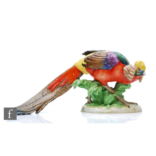 161 - A Dresden Porcelain model of a golden or Chinese pheasant, printed mark, length 33cm, restored.