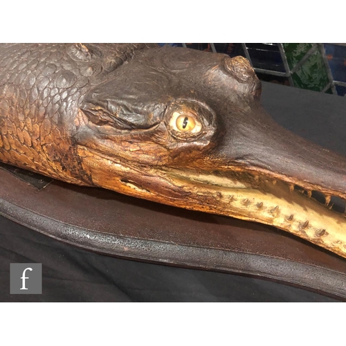 899 - A late 19th to early 20th Century taxidermy head study of gharial or gavial crocodile (Gavialis gang... 