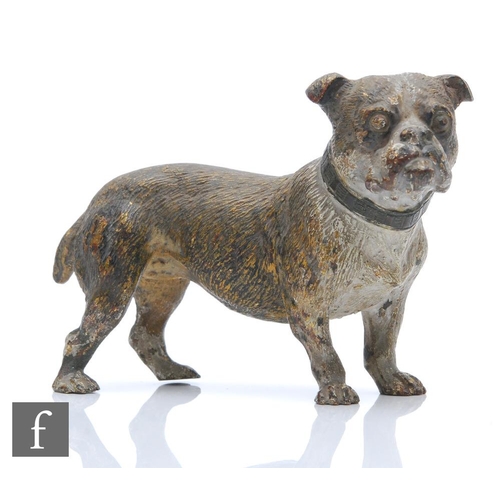 496 - An early 20th Century Franz Bergman cold painted bronze figure of a bulldog, modelled in standing po... 