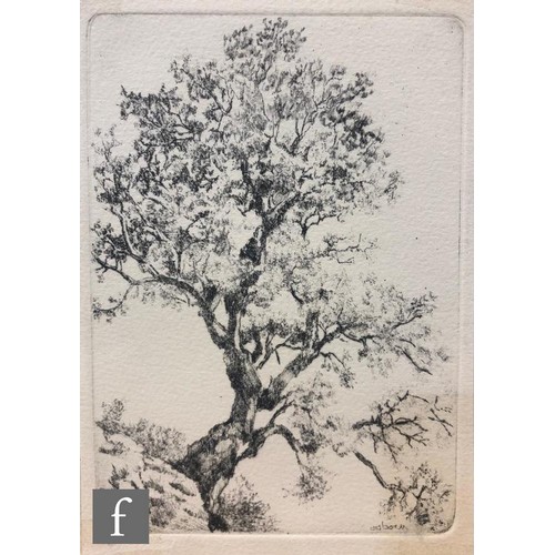 617 - Bayard Osborn (1922-2012) - Oak trees, etching, signed in pencil and numbered 9/50, unframed, 17cm x... 