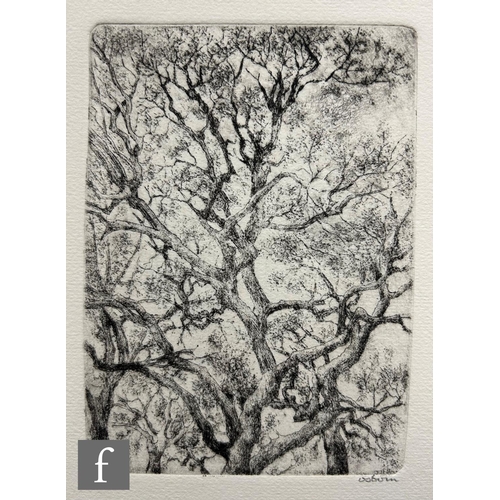 617 - Bayard Osborn (1922-2012) - Oak trees, etching, signed in pencil and numbered 9/50, unframed, 17cm x... 