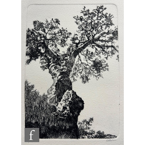 617 - Bayard Osborn (1922-2012) - Oak trees, etching, signed in pencil and numbered 9/50, unframed, 17cm x... 