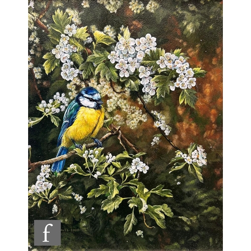 886 - TONI HARGREAVES (CONTEMPORARY) - 'Blue tit on Blossom', oil on board, signed and dated 2000, framed,... 