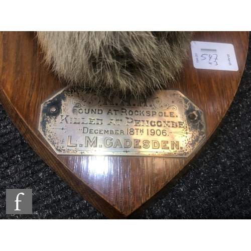 547 - A taxidermy fox's head, with silver inscribed plaque 'N.H.H found at Rockspole, killed at Pencombe, ... 