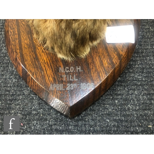 547 - A taxidermy fox's head, with silver inscribed plaque 'N.H.H found at Rockspole, killed at Pencombe, ... 