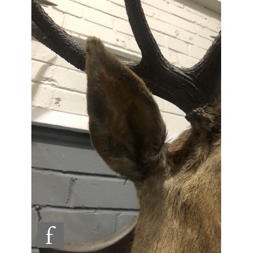 545 - A large 1920s taxidermy stag's head by Peter Spicer & Sons, Taxidermists, Leamington, each antle... 