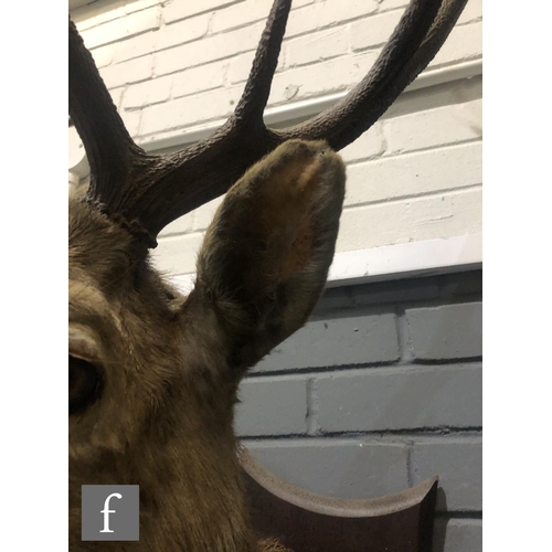 545 - A large 1920s taxidermy stag's head by Peter Spicer & Sons, Taxidermists, Leamington, each antle... 