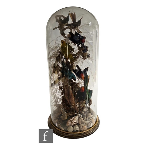 384 - A Victorian taxidermy study of ten birds of paradise, in naturalistic setting and seashells to the b... 