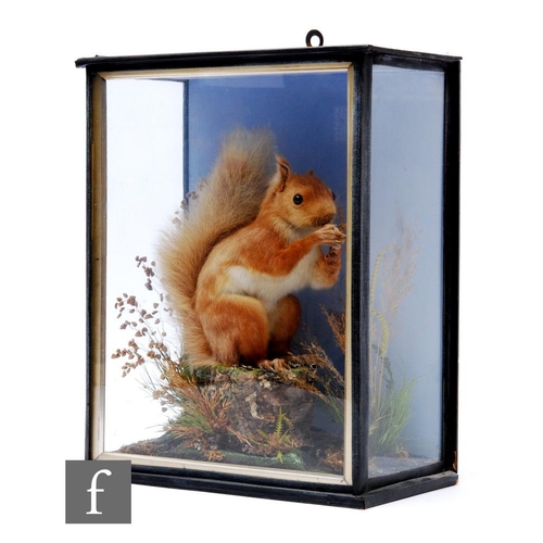 385 - A late 19th to early 20th Century taxidermy study of a red squirrel, holding an acorn and sat on a t... 