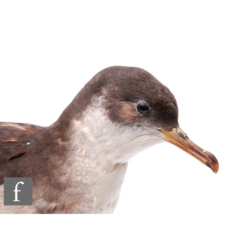 476 - An early 20th Century taxidermy study of a Manx Shearwater (Puffinus Puffinus), mounted to a simulat... 