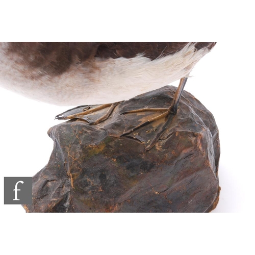 476 - An early 20th Century taxidermy study of a Manx Shearwater (Puffinus Puffinus), mounted to a simulat... 