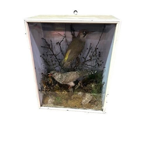 264 - A late 19th Century taxidermy study of a green woodpecker and cuckoo within naturalistic setting in ... 