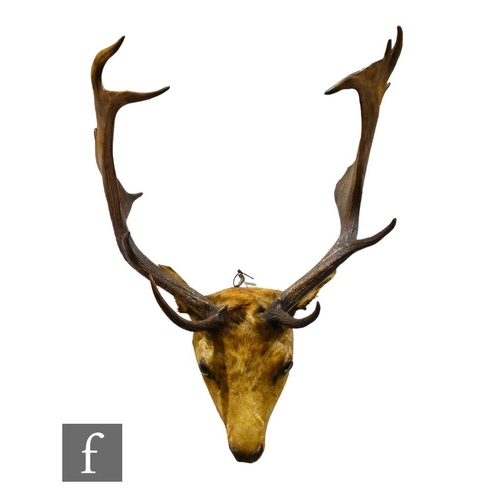 307 - An early 20th Century taxidermy study of a stag's head, inset glass eyes, width of antlers 57cm.