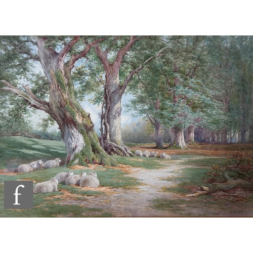 422 - CHARLES JAMES ADAMS (1859-1931) - Sheep resting in the shade of an oak tree, watercolour, signed, fr... 