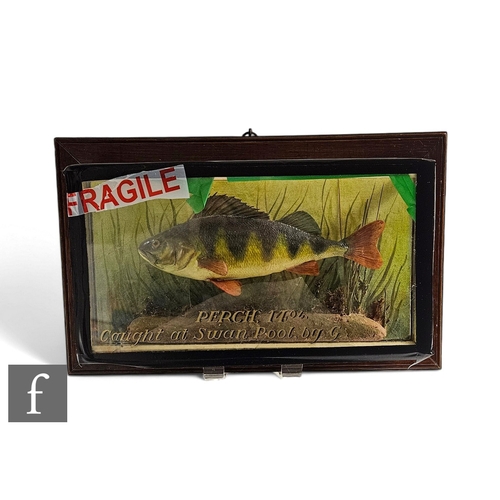 763 - A taxidermy study of a 14 ounce perch caught at Swan Pool, in glazed case and oak plinth, width 40cm... 