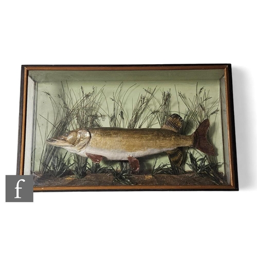 275 - A late 19th Century taxidermy study of a pike in naturalistic river setting, in glazed and part ebon... 