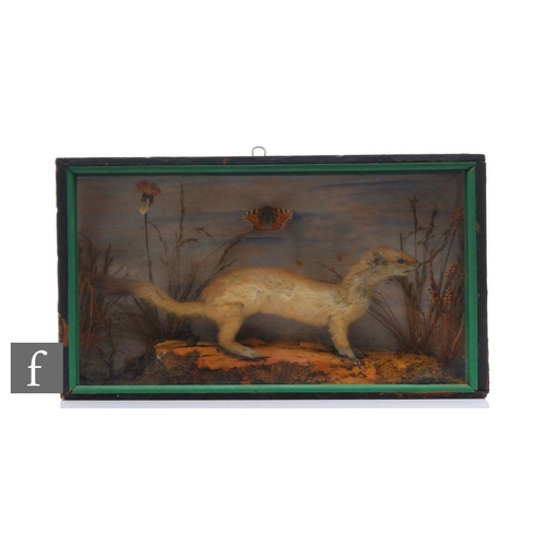 278 - A late 19th Century taxidermy study of a stoat in a naturalistic setting with Red Admiral detail, in... 