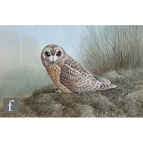 474 - C. DAVID JOHNSTON (LATE 20TH CENTURY) - A study of a short eared owl resting on a grassy tussock, wa... 