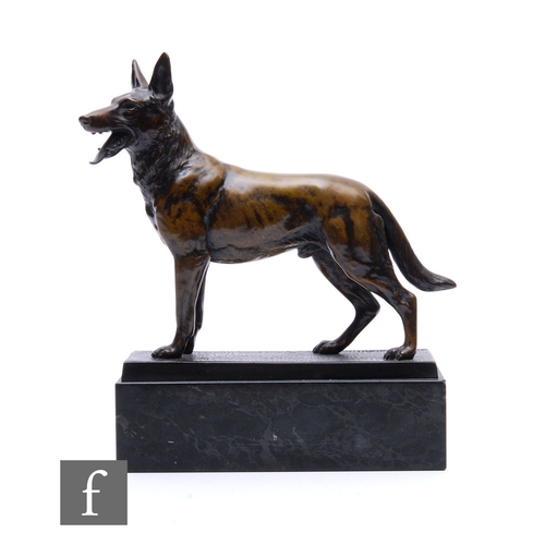 497 - A 1930's or earlier Century bronze study of a standing Alsatian on a square plinth base, height 23cm... 