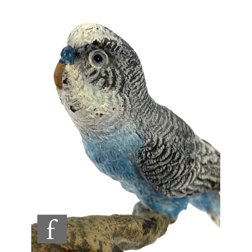 563 - An early 20th Century cold painted bronze study of three blue budgerigars perched to a branch above ... 