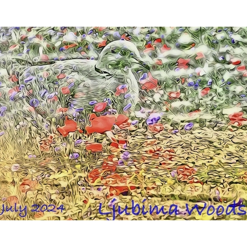 183 - Ljubima Woods (Photographic artist) - 'A Dove Amongst Poppies', double exposure image photographic p... 