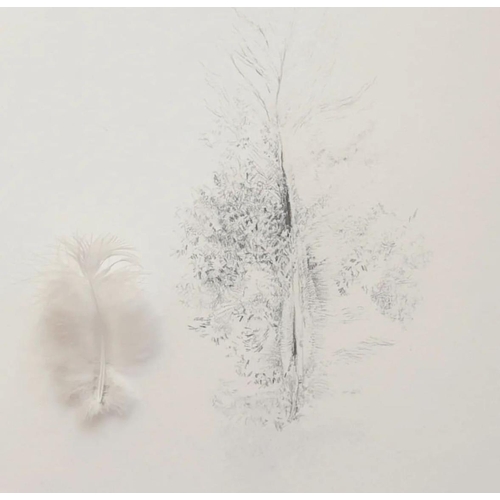 1283 - Sarah Goudie (Stourbridge artist) - 'Dove's Feather', pencil drawing, framed, 17.5cm x 19cm, frame s... 