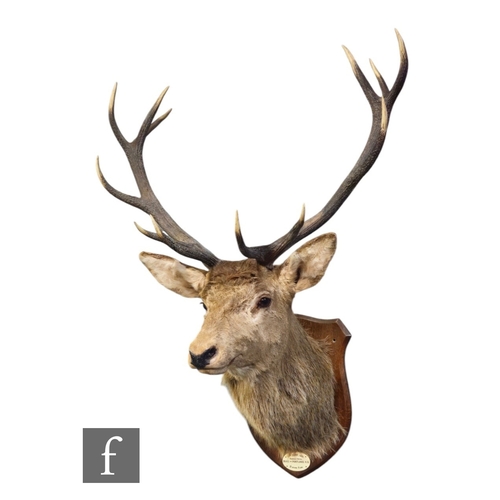 570 - A taxidermy study of a large stag's head, name plaque 24th September 1924 Ousdale Royal Duke of Port... 