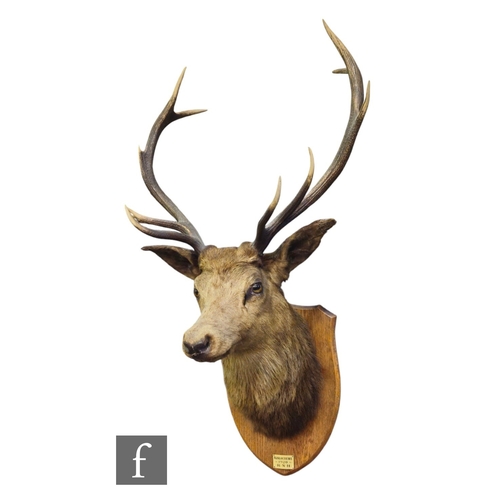 571 - A taxidermy study of a stag's head with plaque, Kinlochewe 1920 R.N.H, on oak shield, height 110cm, ... 