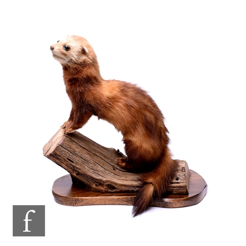 572 - A taxidermy study of a polecat standing on a log base, labelled 'J Crewdson, Taxidermist and Natural... 