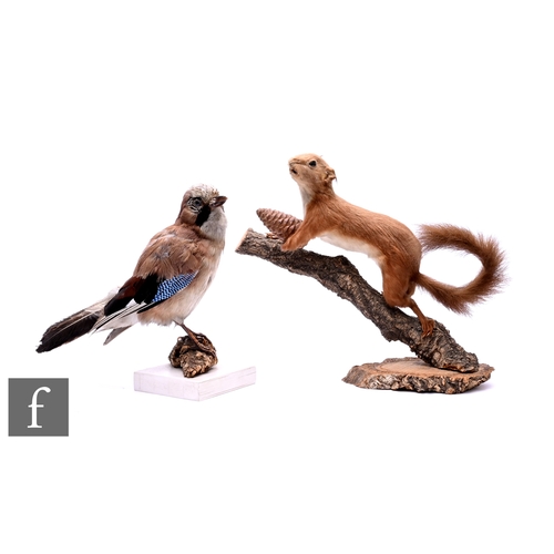 574 - A taxidermy study of a red squirrel on a branch holding a pine cone, height 27cm, and a study of a j... 